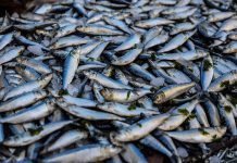 Omega 3