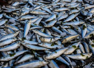 Omega 3