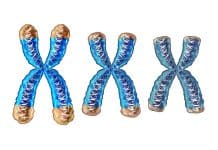 Telomeren gezondheid